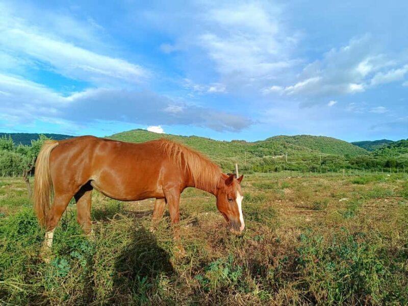Gargano National Park: horseback riding - The Value of This Experience