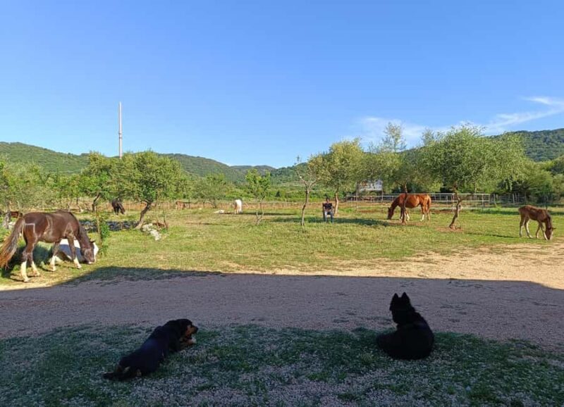 Gargano National Park: horseback riding - Who Should Consider This Tour?