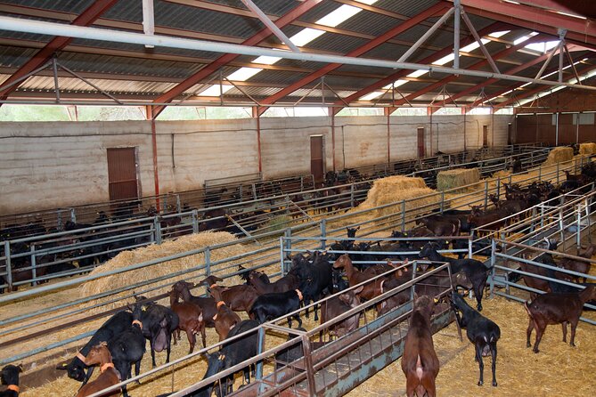 Gastronomic Experience in the Caves of Hoya De La Iglesia - Cheesecake Paired With Local Wine