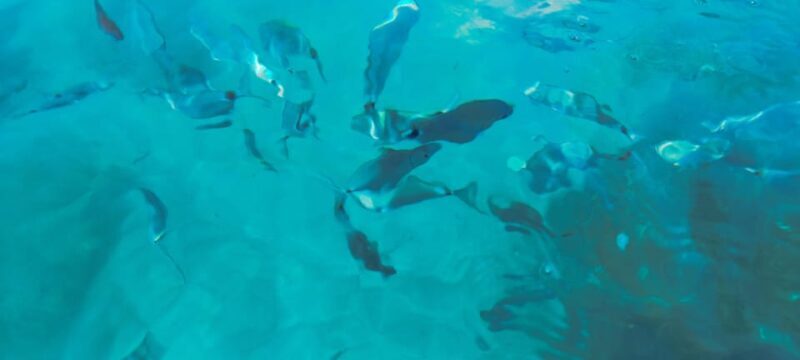 Gastronomy boat excursion - Frequently Asked Questions