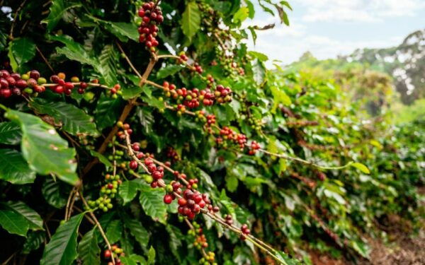 Gateway to Serenity: Lempuyang Temple Gate Of Heaven Tour - What to Bring and Expect