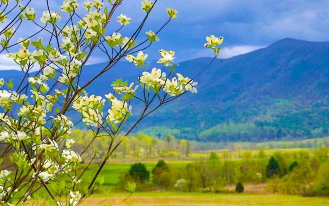 Gatlinburg: App-Based Great Smoky Mountains Park Audio Guide - Inclusions and Pricing