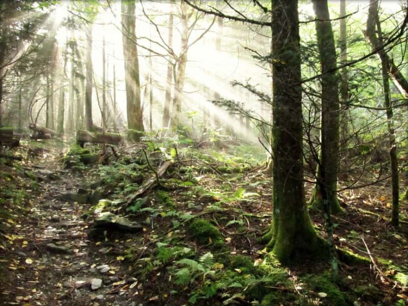 Gatlinburg: Smoky Mountain Appalachian Bald Guided Hike - Who is This Tour Perfect For?