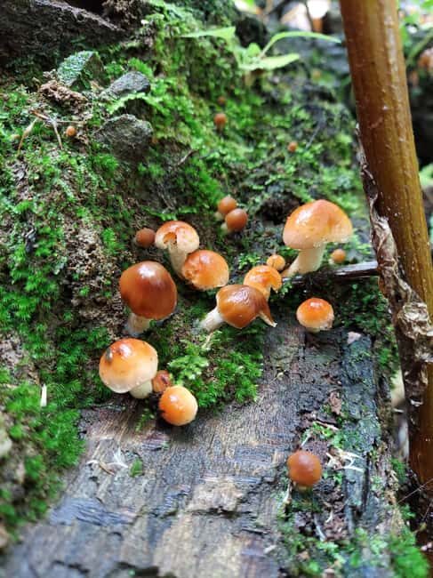 Gatlinburg: Smoky Mountains Fall Foliage Guided Tour - Good To Know