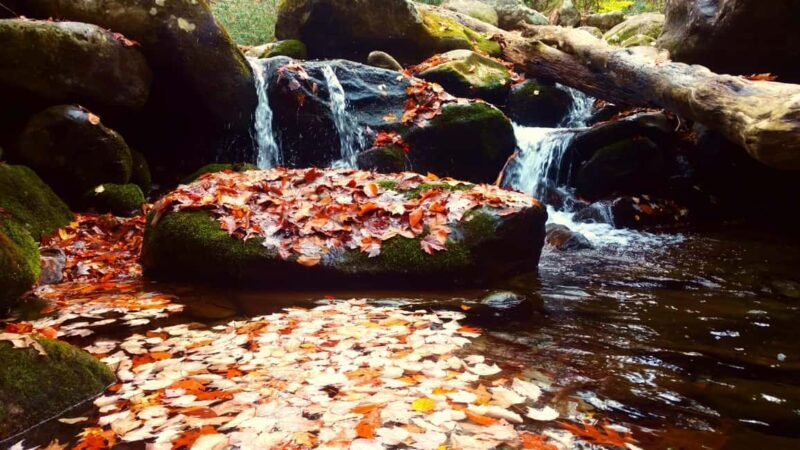 Gatlinburg: Smoky Mountains Fall Foliage Guided Tour - Scenic Highlights That Truly Capture Autumn’s Magic