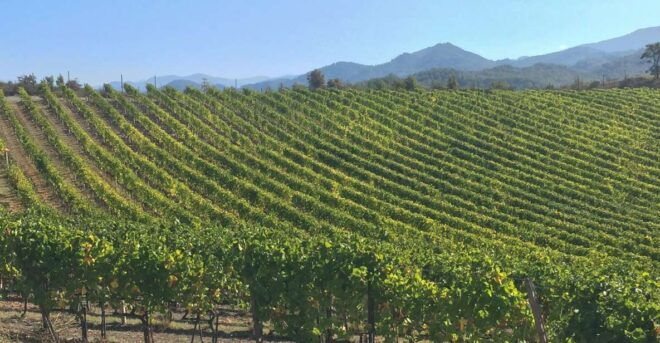 Gavi: Vineyard Tour With Truffle and Wine Tasting - Truffle and Wine Pairing