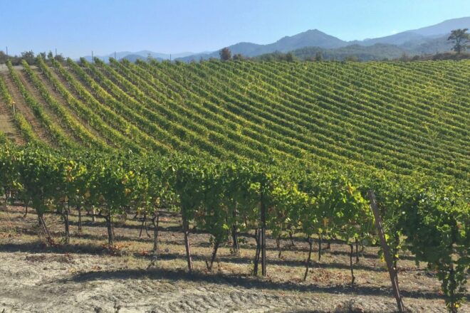 Gavi: Vineyard Tour With Truffle and Wine Tasting - Frequently Asked Questions