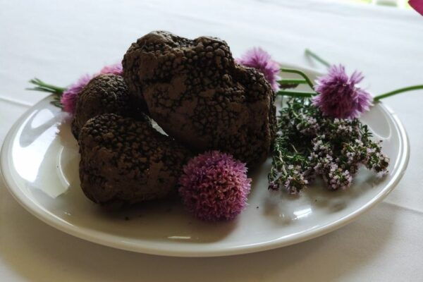 Gavi: Vineyard Tour With Truffle and Wine Tasting - The Sum Up