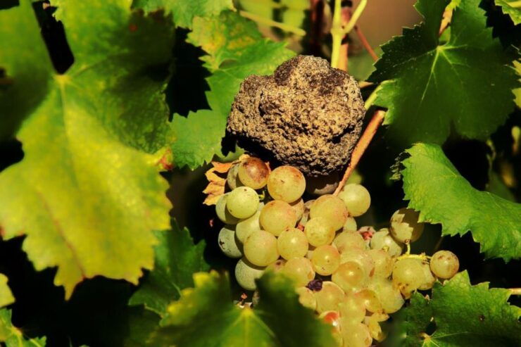 Gavi: Vineyard Tour With Truffle and Wine Tasting - Location Information