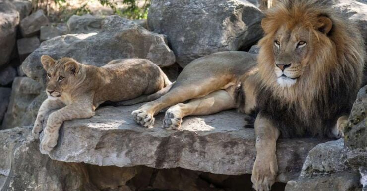 Gdansk: Oliwa Zoo With Tickets and Roundtrip Transportation - Activity Details