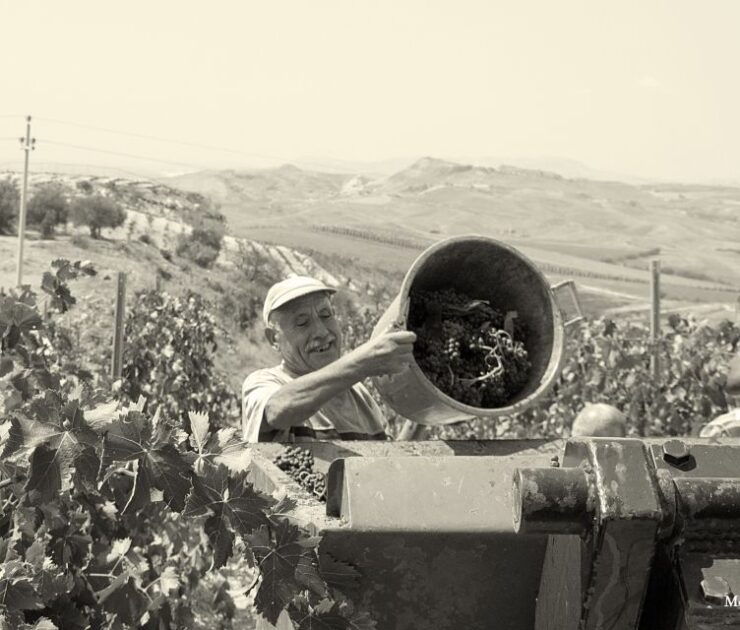 Gela: Vineyard and Cellar Tour With Wine Tasting - Tour Details