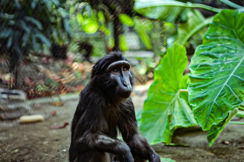 Gembira Loka Zoo Ticket in Yogyakarta - Start with the animal zones