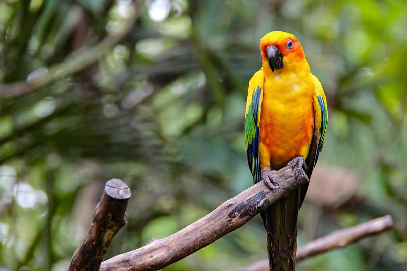 Gembira Loka Zoo Ticket in Yogyakarta - A good fit for families and curious animal lovers