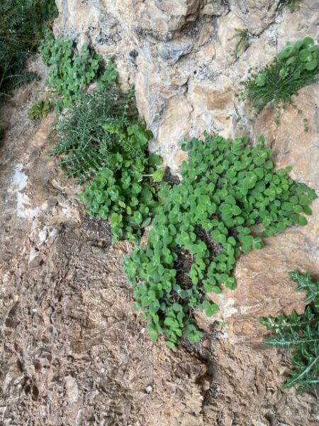 General Kreipe'S Abduction Cave Cretan Nature Local Food - Frequently Asked Questions