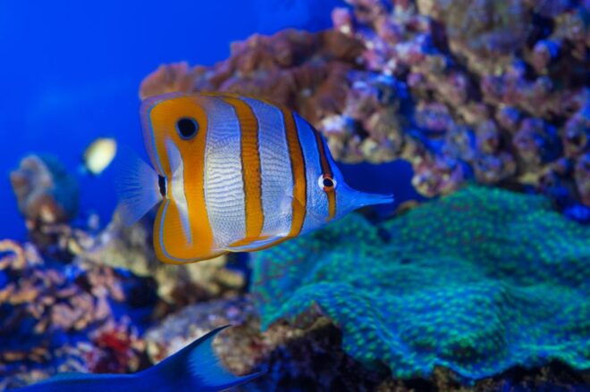 Genoa: Aquarium, Galata Museum & Submarine Entry Tickets - Cancellation Policy and Process
