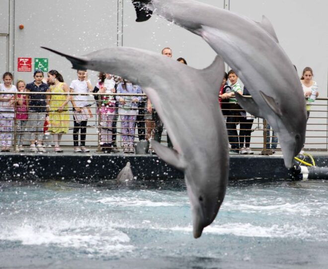 Genoa: Aquarium, Galata Museum & Submarine Entry Tickets - Frequently Asked Questions