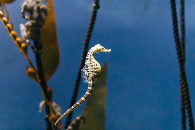 Genoa: Aquarium of Genoa Entry Ticket - Good To Know