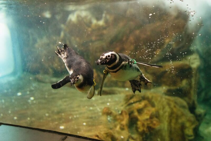 Genoa: Aquarium of Genoa Entry Ticket - Food, Rest, and Additional Comforts