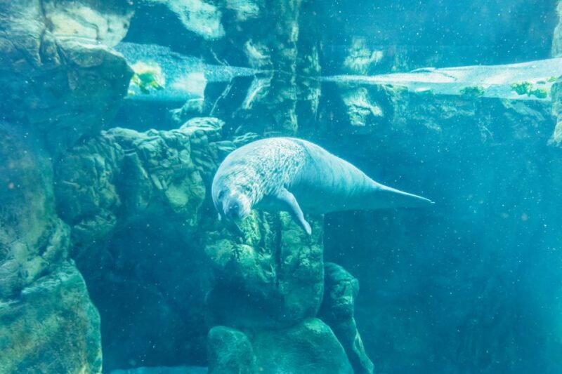 Genoa: Aquarium of Genoa Entry Ticket - Authentic Experiences from Visitors