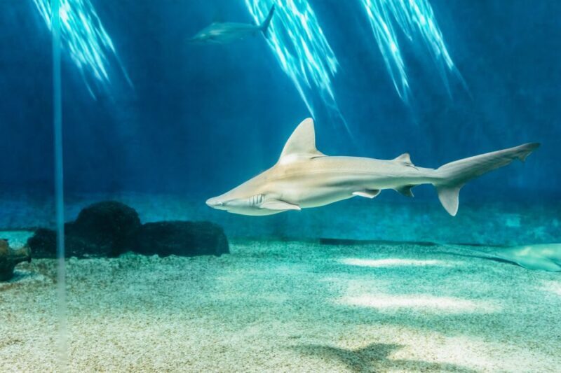 Genoa: Aquarium of Genoa Entry Ticket - Is the Price Worth It?