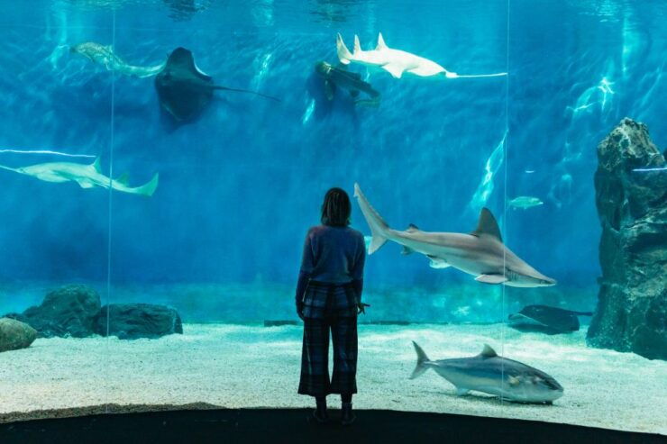 Genoa: Aquarium of Genoa With Lunch - Ticket Details and Inclusions