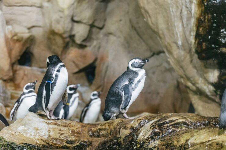 Genoa: Aquarium of Genoa With Lunch - Experience at the Aquarium of Genoa