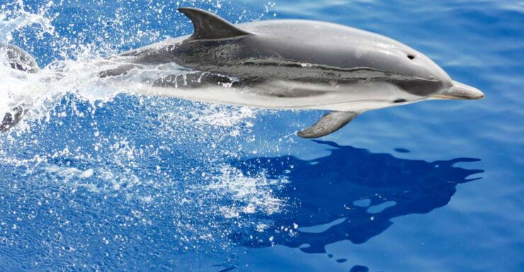 Genoa: Cetacean Watching Cruise With Marine Biologist Guide - Experience Highlights