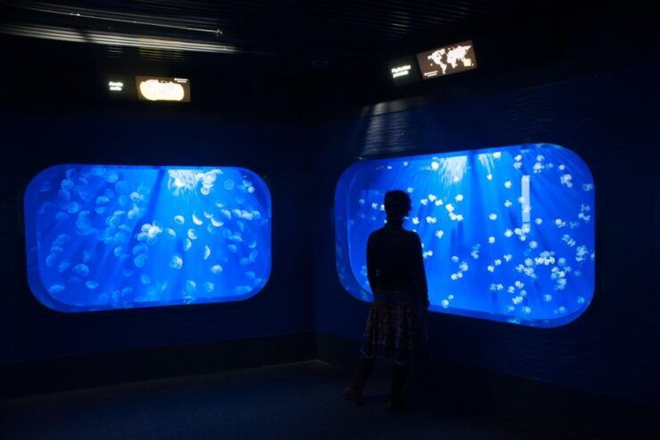 Genoa: Local Street Food Takeaway and Aquarium of Genoa - Activity Highlights