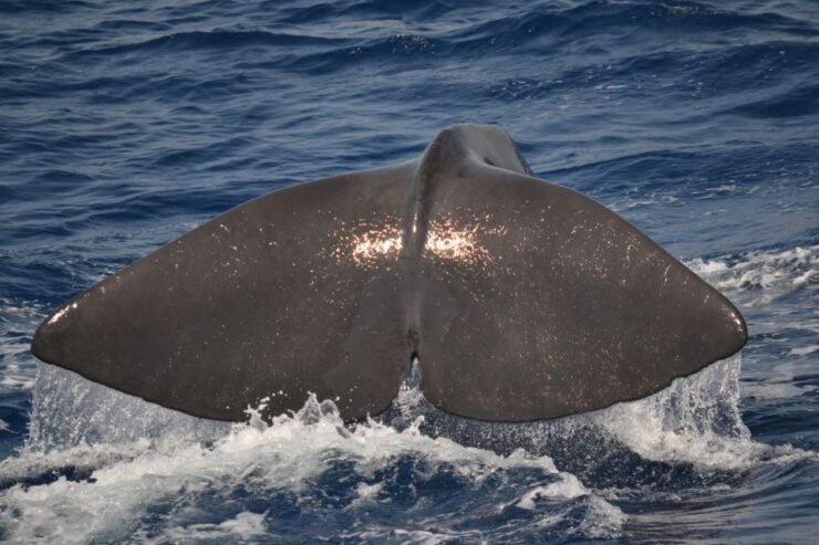 Genoa: Pelagos Sanctuary Whale Watching Cruise - Good To Know