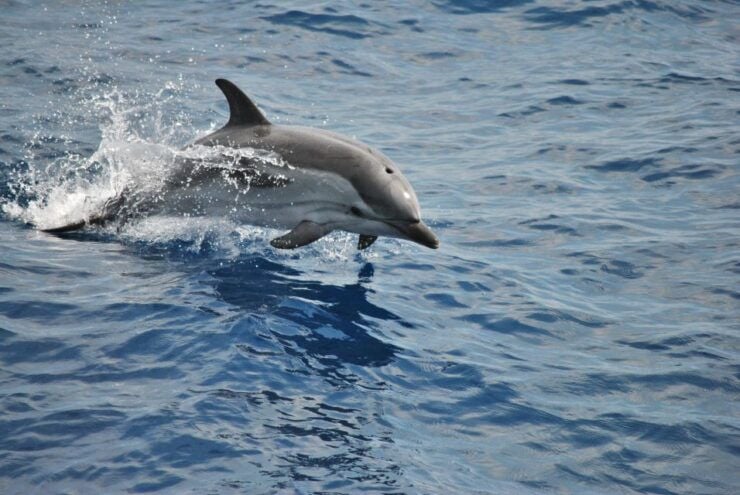 Genoa: Pelagos Sanctuary Whale Watching Cruise - Inclusions