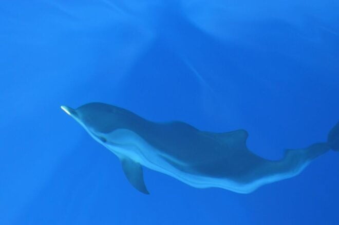 Genoa: Pelagos Sanctuary Whale Watching Cruise - Customer Reviews