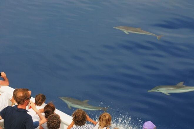 Genoa: Pelagos Sanctuary Whale Watching Cruise - Directions