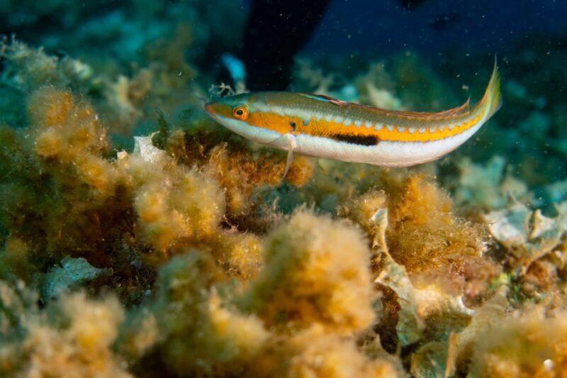 Genoa: snorkeling a stone's throw from downtown - A Detailed Look at the Genoa Snorkeling Tour