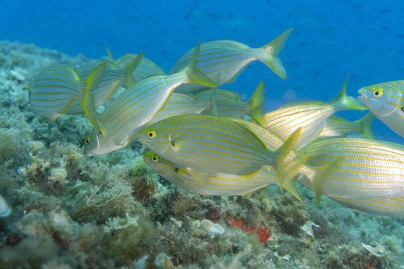 Genoa: Snorkeling Tour Along the Genoa Coastline - Pricing and Booking Information
