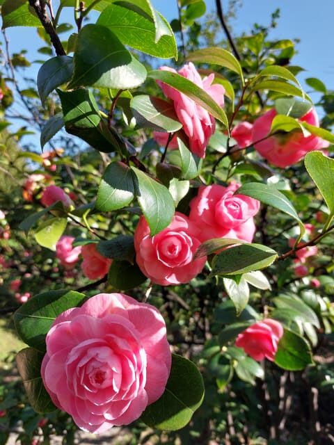 Genoa: Villa Durazzo Pallavicini Park Entry Ticket - Good To Know