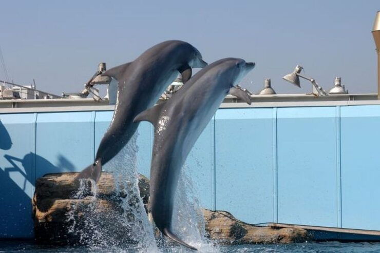 Genoa: World-Famous Aquarium and Lighthouse Combo Ticket - Ticket Details