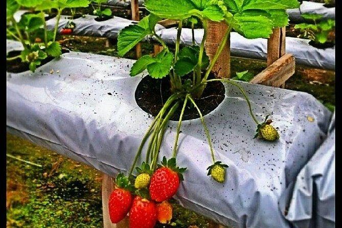 Genting Highland Day Tour - Things to Keep in Mind