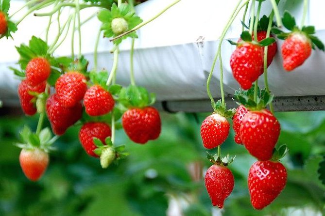 Genting Highland Day Trip & Batu Caves Temple Tour (8Hrs) - Highlighted Attractions