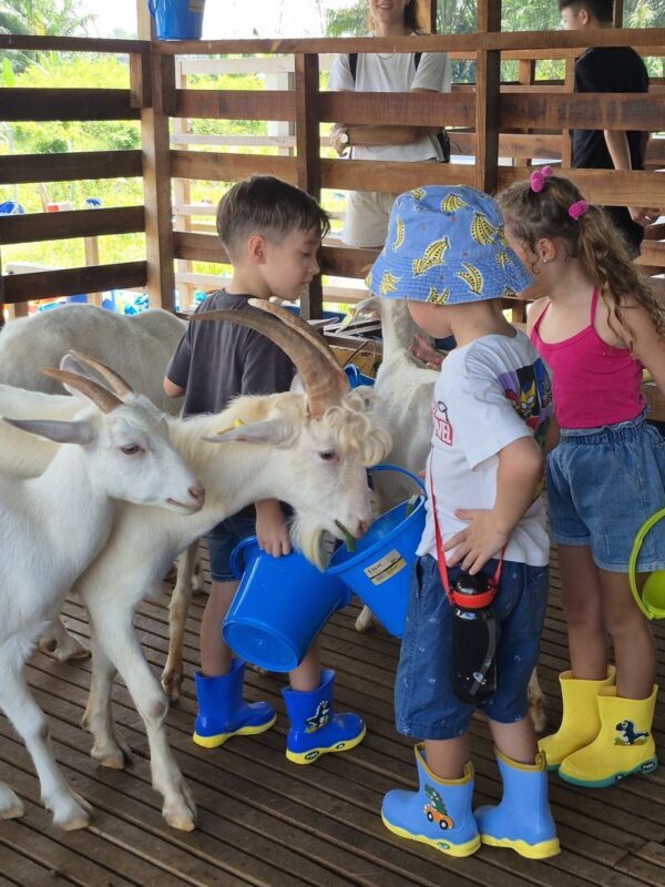 Gentle Farms Tours in Johor Bahru - Tasting goat’s milk and honey limeade