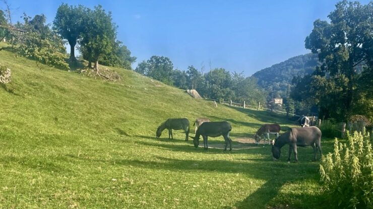 Gentle Hike Above Bellagio - Activity Details