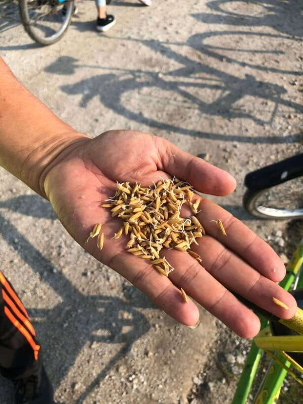 George Town: Balik Pulau Countryside Morning Cycling Tour - The Practical Aspects