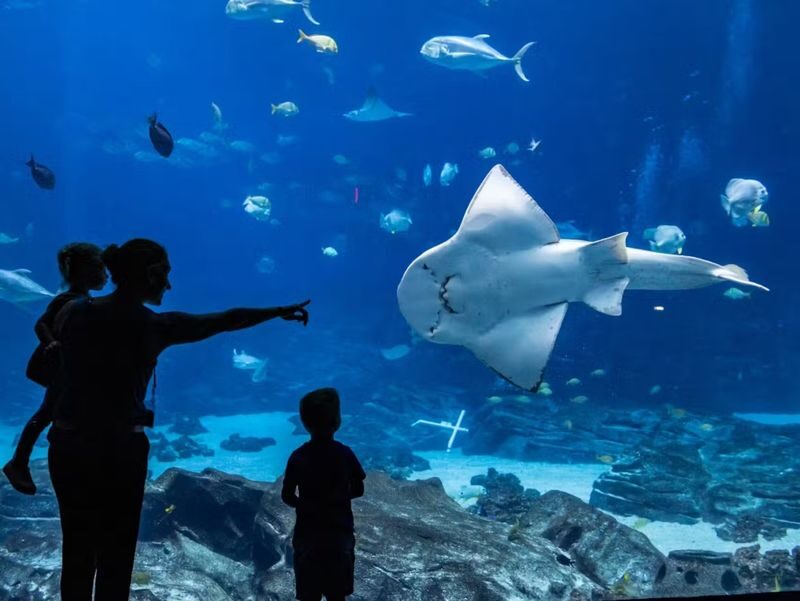 Georgia Aquarium Admission in Atlanta - What to know before you go