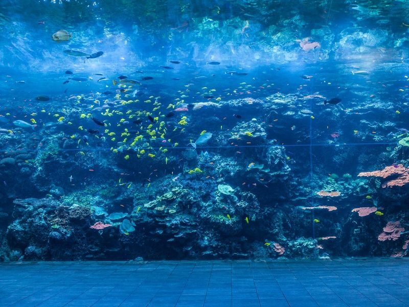 Georgia Aquarium Admission in Atlanta - Start with the scale of Ocean Voyager