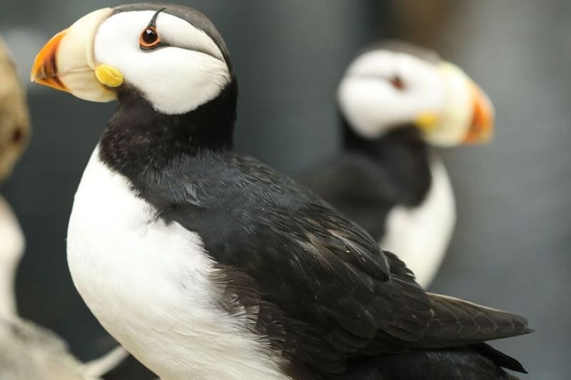 Georgia Aquarium Admission in Atlanta - Give the sea lion and dolphin presentations priority