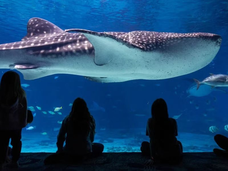 Georgia Aquarium Admission in Atlanta - Follow the galleries at a comfortable pace