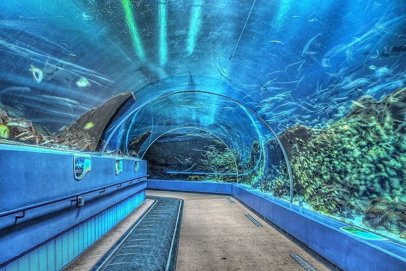 Georgia Aquarium Admission in Atlanta - Is $59.89 good value?
