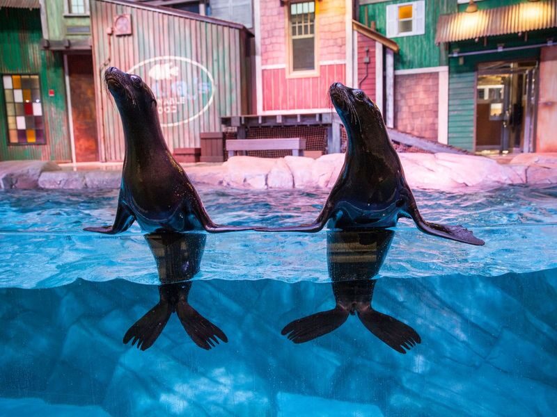 Georgia Aquarium Admission in Atlanta - Make the downtown location work for you
