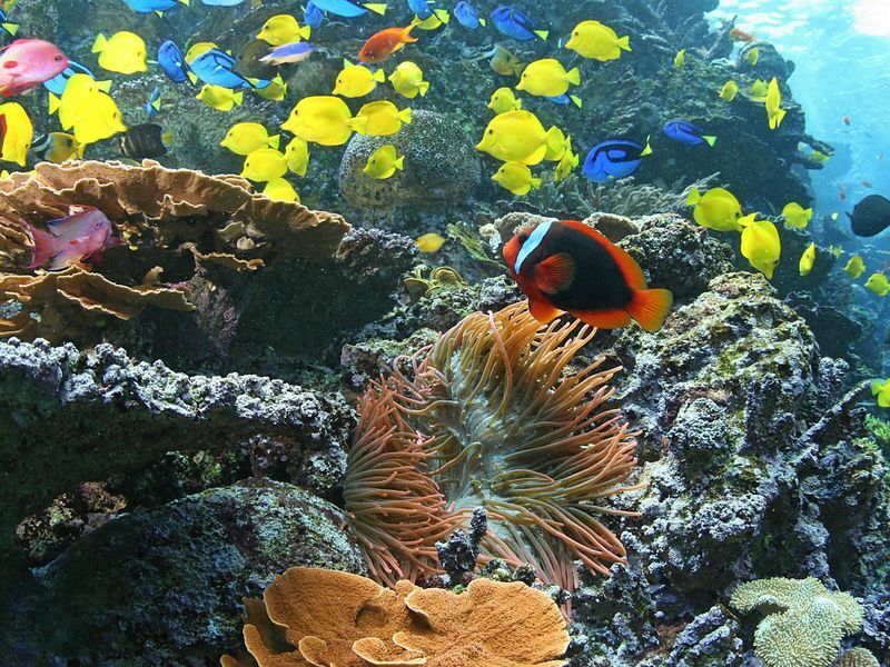 Georgia Aquarium Admission in Atlanta - Simple planning details that prevent snags