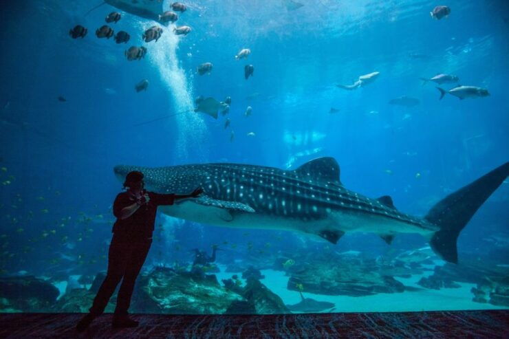 Georgia Aquarium: Ocean Voyager Virtual Tour - Ocean Voyager Exhibit Dive