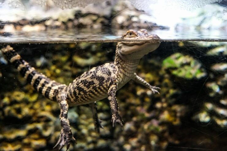 Georgia Aquarium: River Scout Virtual Tour - Booking Information